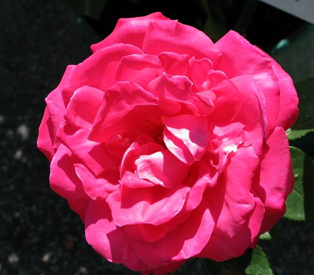  photo MissAll-AmericanBeautyfarmsupplyIMG_0819_zpsf4d66f47.jpg